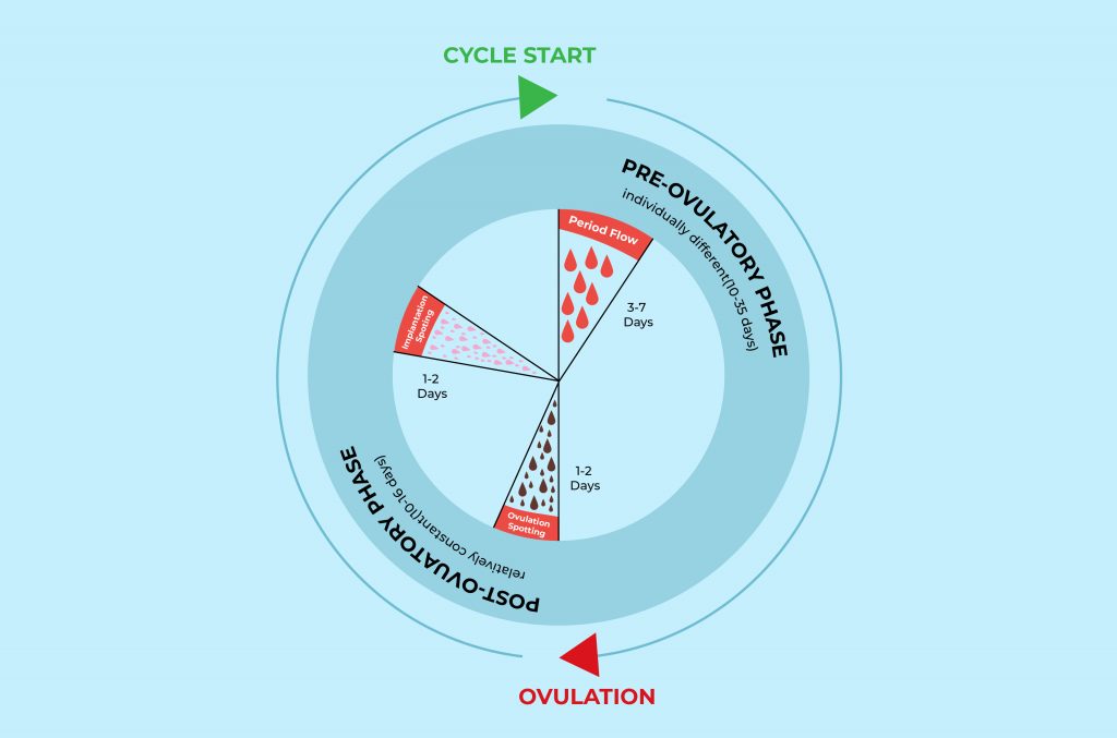 Spotting During Ovulation What You Need To Know