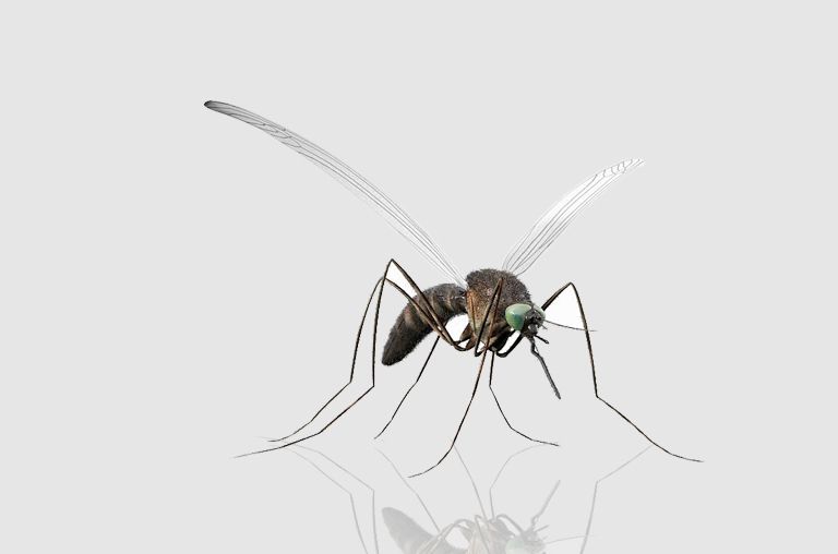 Coronavirus Can Be Transmitted Through Mosquitoes