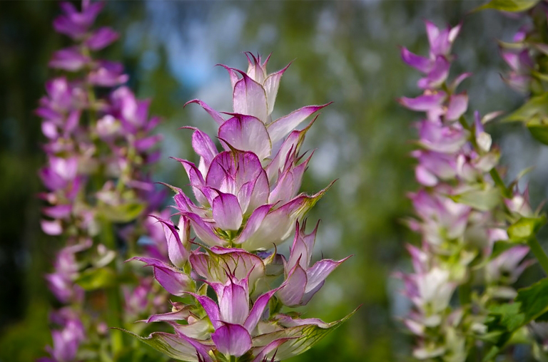 Clary Sage