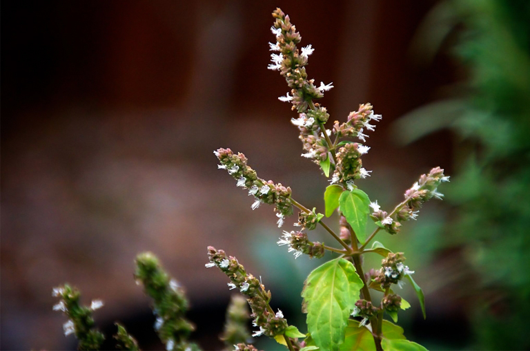 Patchouli essential oil