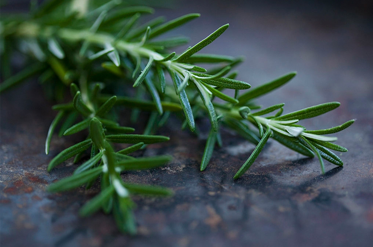 Rosemary essential oil to treat dandruff