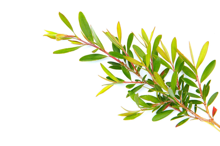 Tea Tree