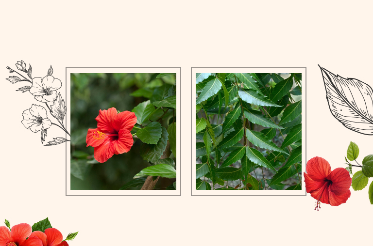 Hibiscus and Neem Leaves