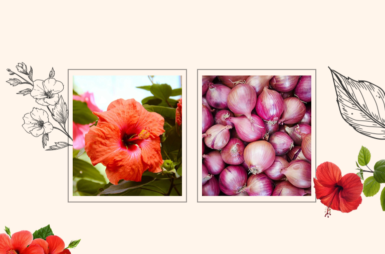 Hibiscus and Onion For Hair Growth
