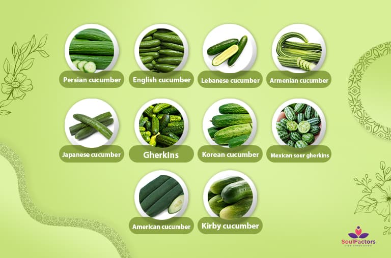 Types of cucumber