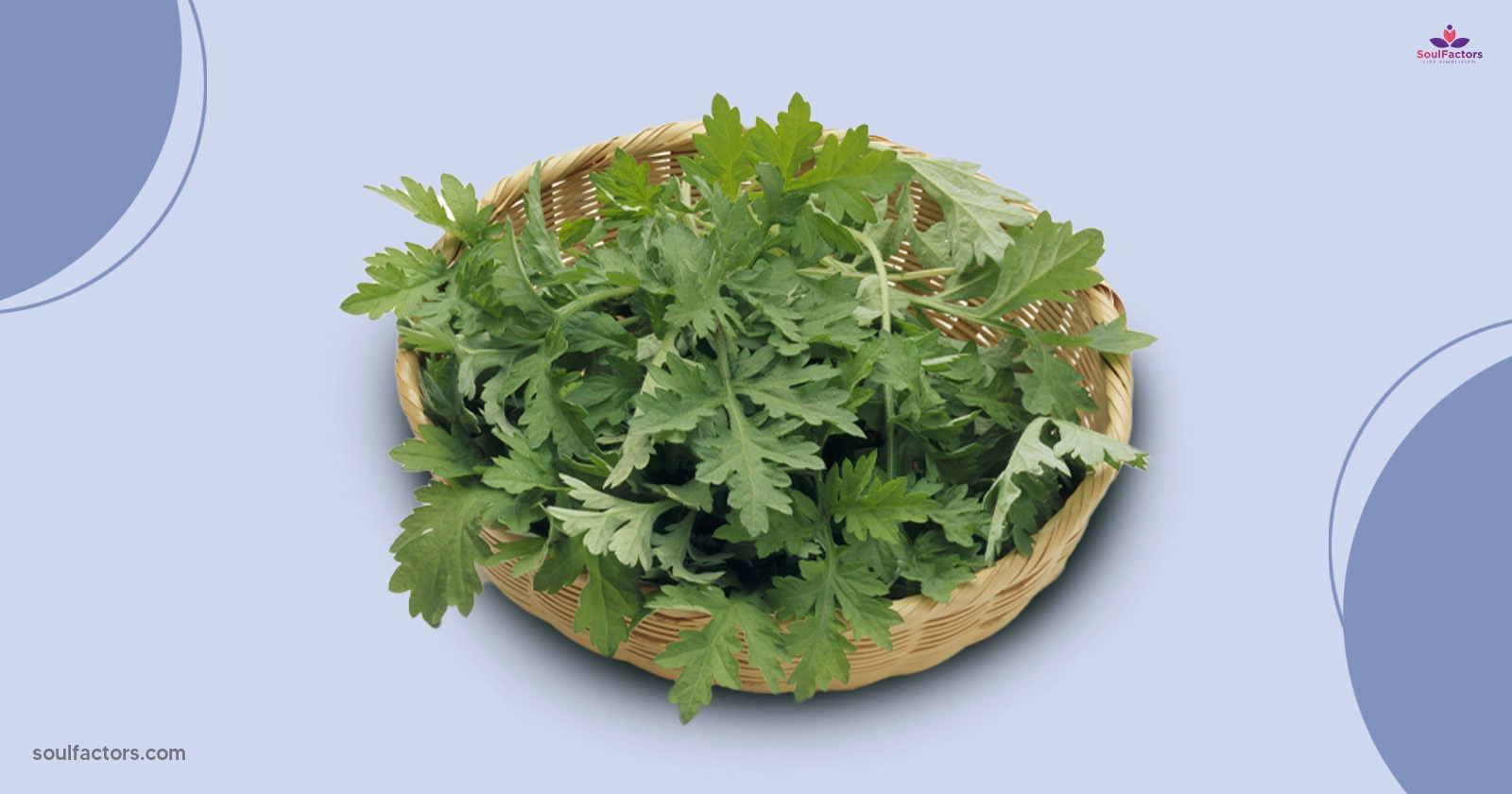 Mugwort Benefits Does Mugwort Really Work?
