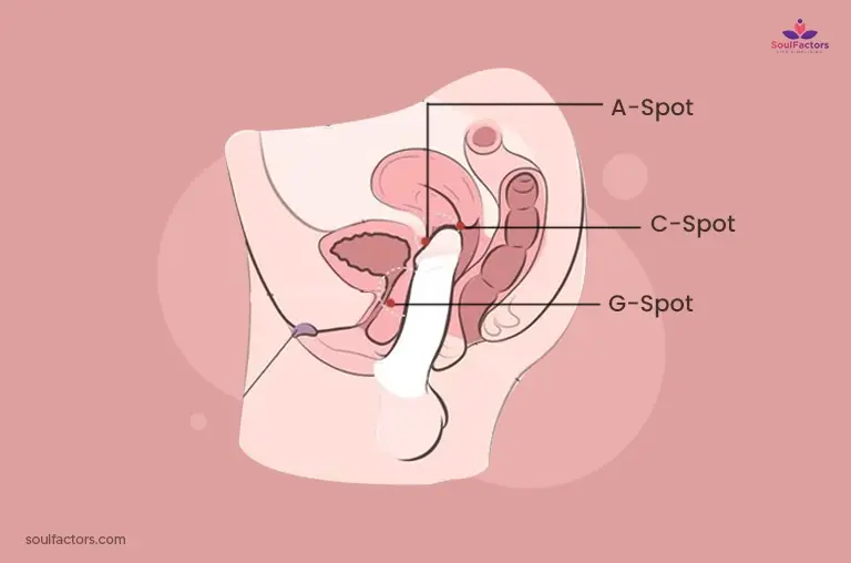 How To Give Yourself An Orgasm? The Erogenous Anatomy Of A Female