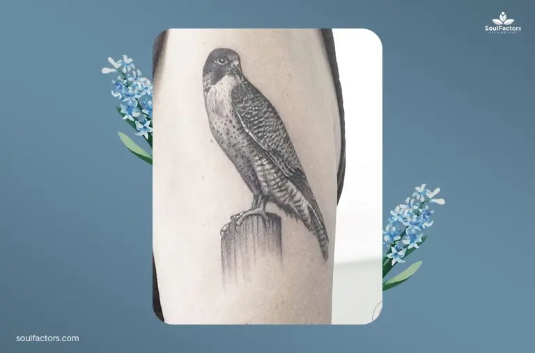 Falcon Bird Tattoo Designs
